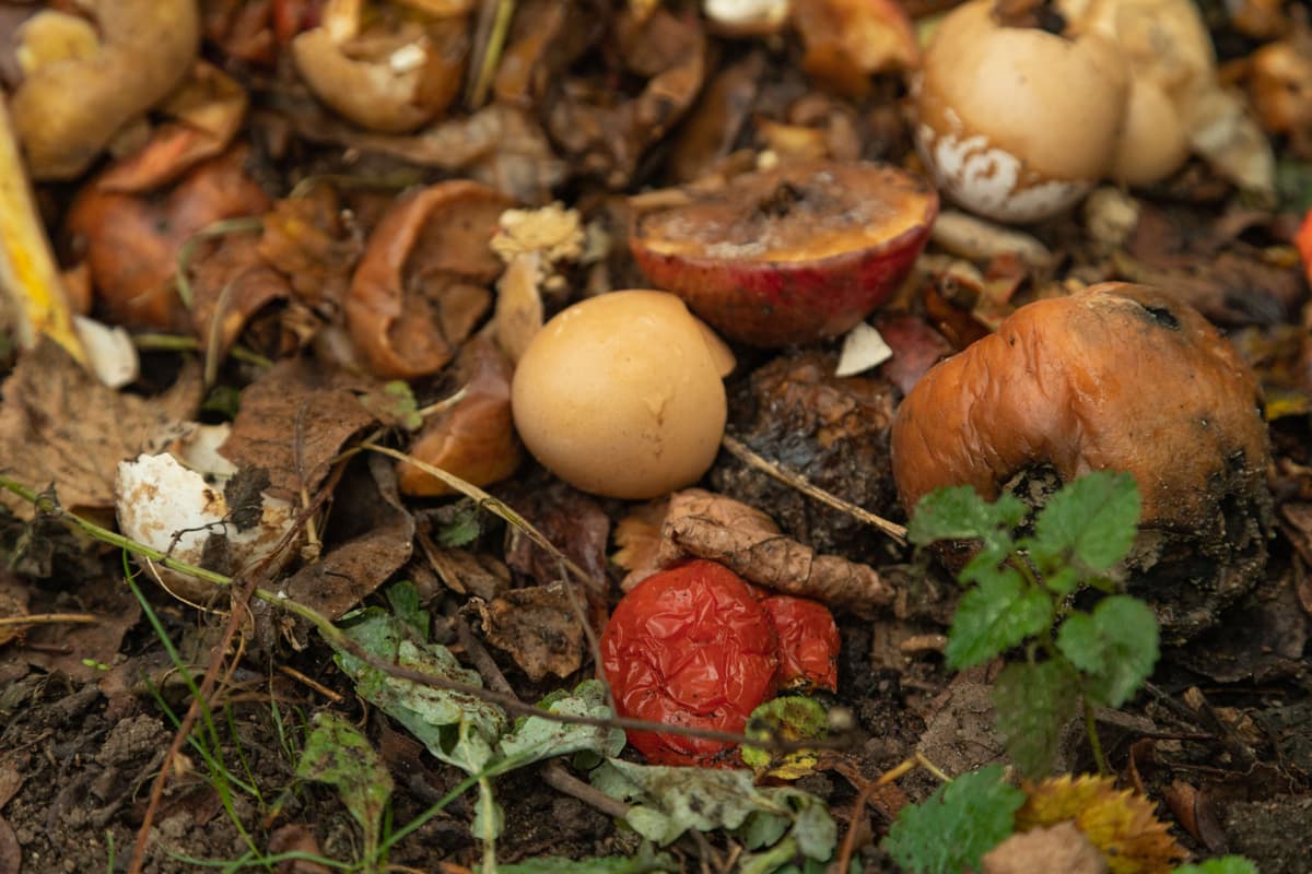 Compost pile with organic food scraps, leaves, and vegetables decomposing